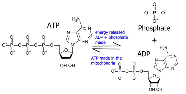 Diagram showing the role of ATP in energy transfer processes