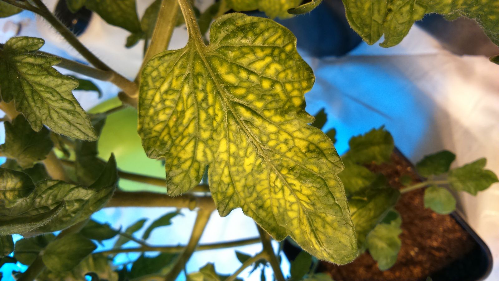 Tomato leaf showing yellowing between the veins