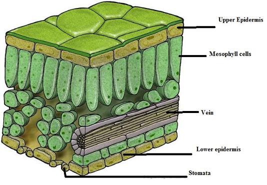 Biological leaf diagram