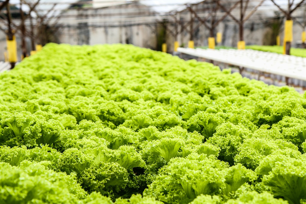 Lettuce growing hydroponically