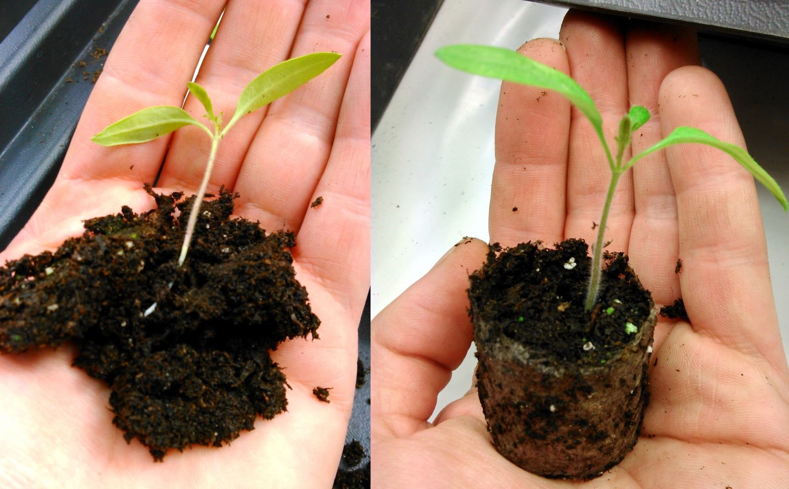 Seedling compost vs seedlin in a Plant Magic Peat Plug