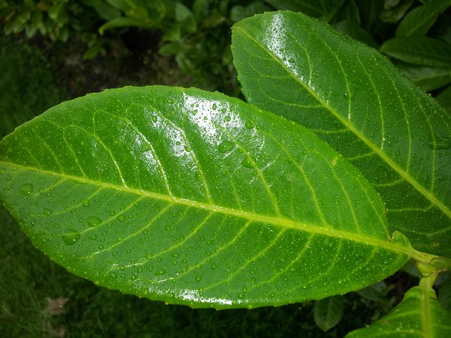 Large leaf showing droplets of water from foliar feeding