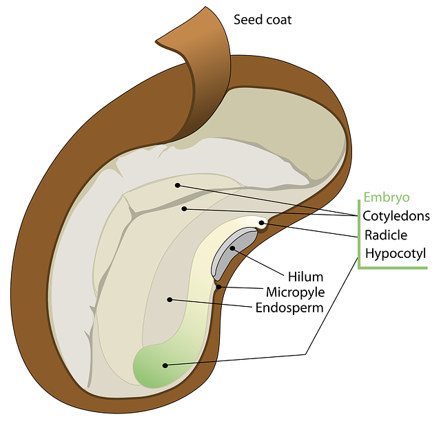 Diagram of a seed
